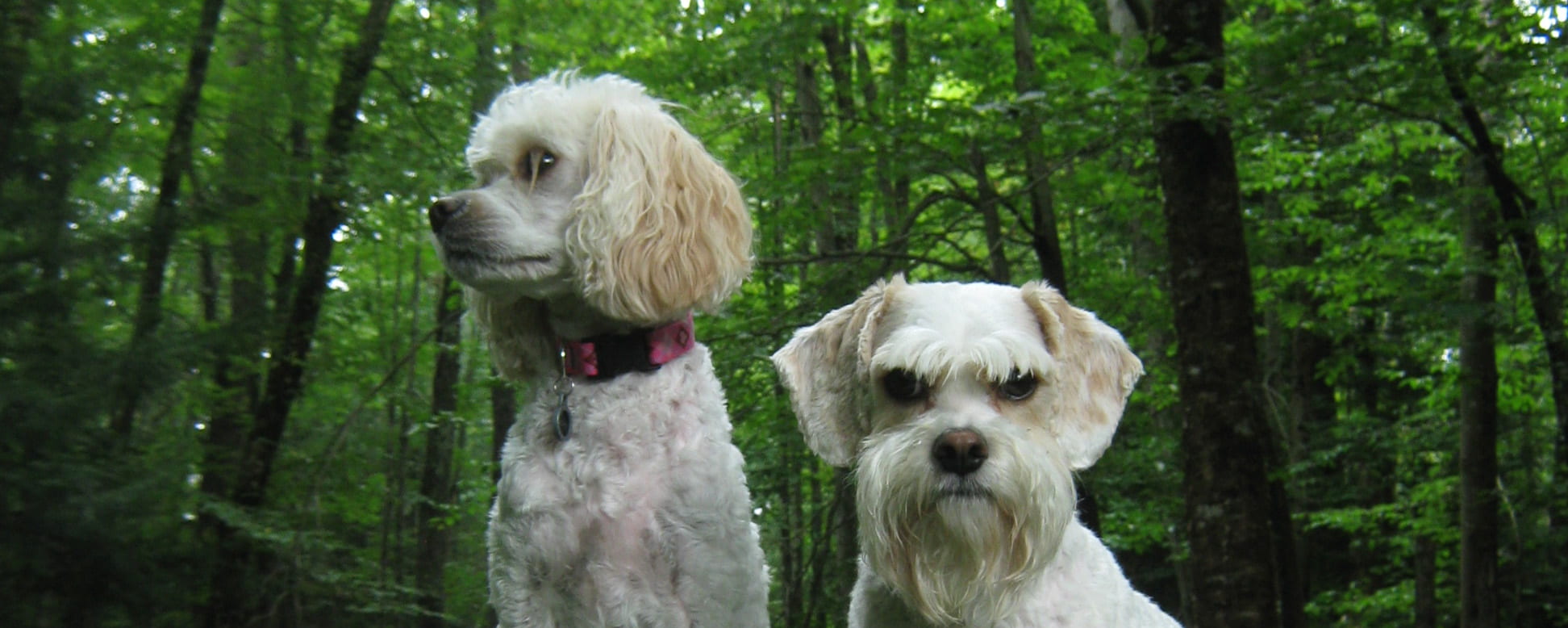 Grooming The Way It Should Be | The Puppy Cut